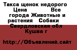 Такса щенок недорого › Цена ­ 15 000 - Все города Животные и растения » Собаки   . Свердловская обл.,Кушва г.